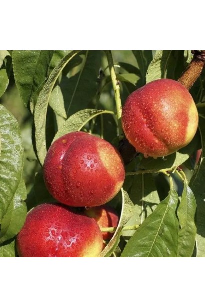 Плоди нектарину Лола на гілці у період дозрівання.